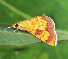 Isocentris filalis