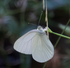 Pieris marginalis