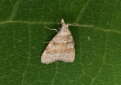 Nola bifascialis