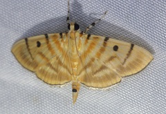 Notarcha tigrina