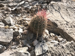 Thelocactus bicolor bicolor