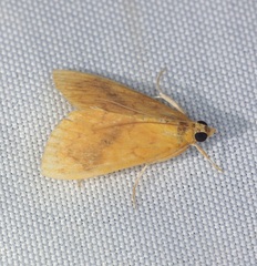 Portentomorphini