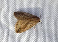 Rivula striatura