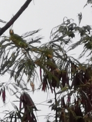 Amazona albifrons