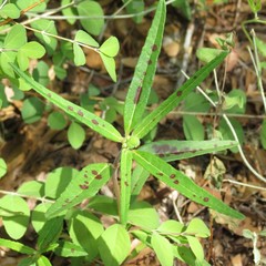 Euphorbia cuphosperma