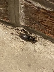 Eunemobius carolinus