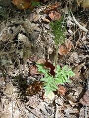 Sceptridium dissectum