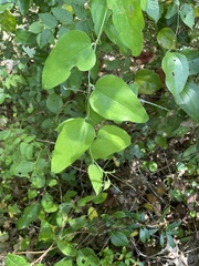 Smilax glauca
