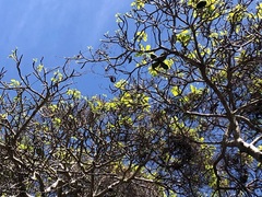 Sterculia quadrifida