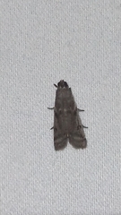 Phycitodes reliquellum