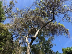 Sterculia quadrifida