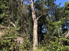 Sterculia quadrifida