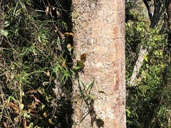 Sterculia quadrifida
