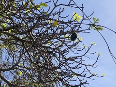 Sterculia quadrifida