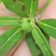 Euphorbia cuphosperma