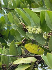 Smilax laurifolia