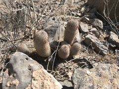 Mammillaria pottsii