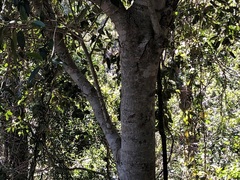 Ficus