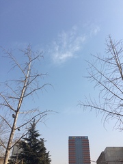 Ginkgo biloba