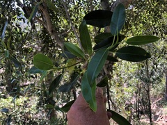 Ficus