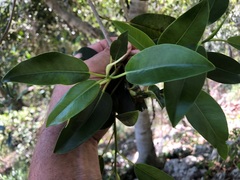 Ficus