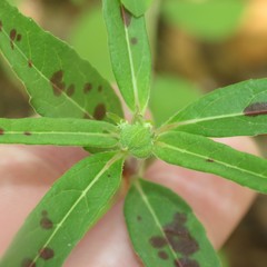 Euphorbia cuphosperma