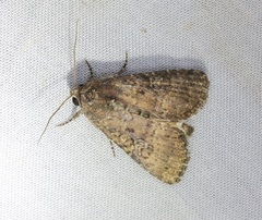 Condica illecta