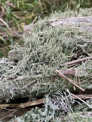 Cladonia crispata