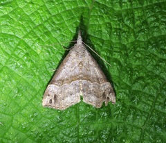 Dichromia occatus