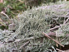 Cladonia crispata