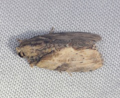 Etanna breviuscula