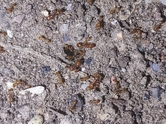 Solenopsis geminata