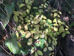 Peperomia leptostachya