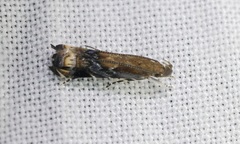 Helcystogramma