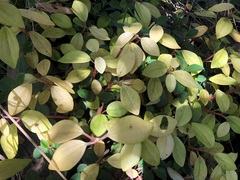 Peperomia leptostachya