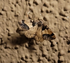 Frederickia hypaethrata