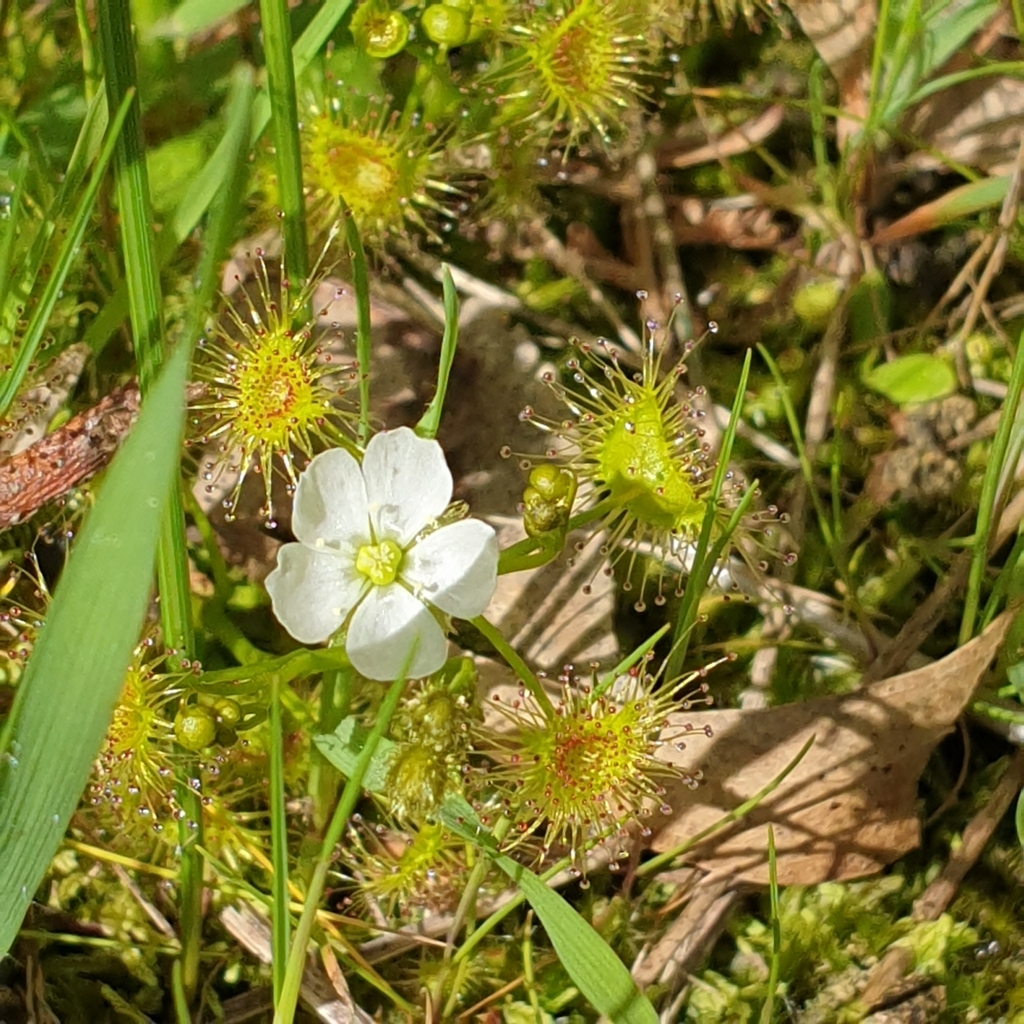grassland-sundew-from-helena-st-nepean-hwy-mount-martha-vic-3934