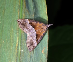 Hypena indicatalis