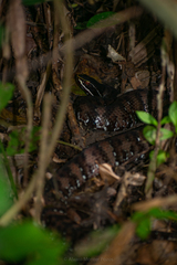 Agkistrodon russeolus
