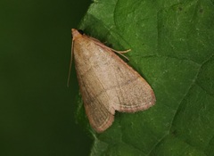 Hypsopygia