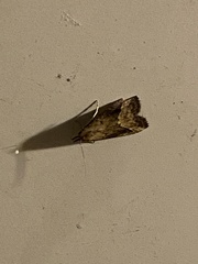 Hypena scabra