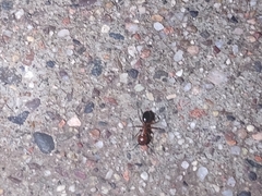 Camponotus sayi