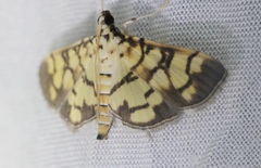 Lygropia distorta