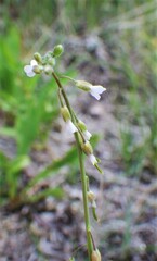 Boechera retrofracta