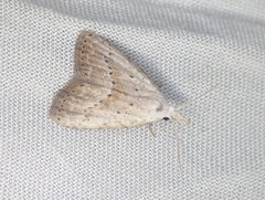 Meganola brunellus