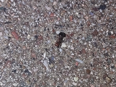 Crematogaster laeviuscula