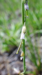 Boechera retrofracta