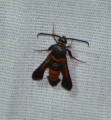 Synanthedon sapygaeformis