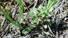 Boechera retrofracta