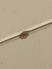 Costaconvexa centrostrigaria